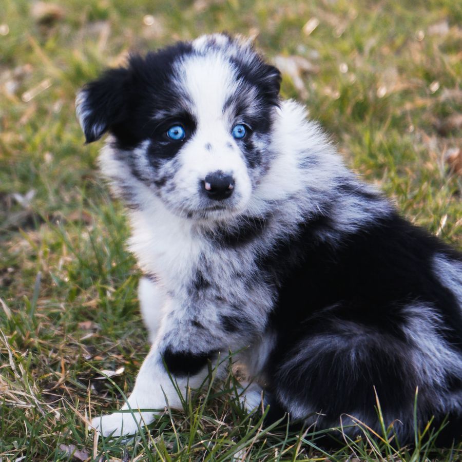 Pulgas em cães: o que fazer?