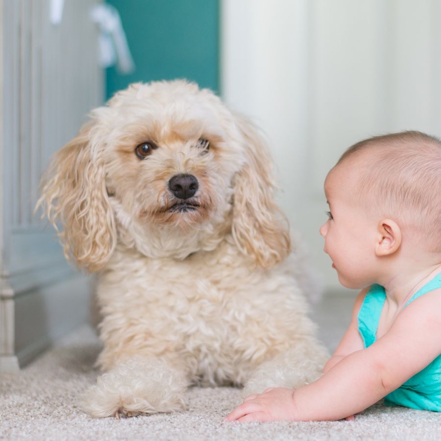 Tenho um cão e estou grávida. Será que ele vai aceitar?