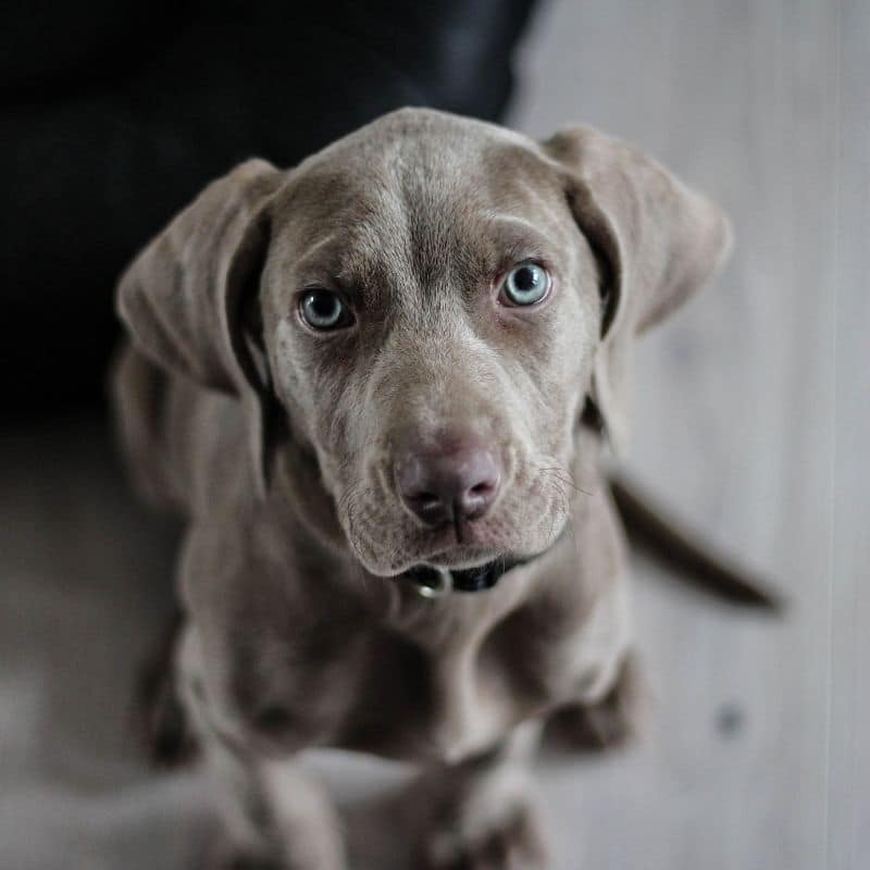 7 errori più comuni dei proprietari di cani