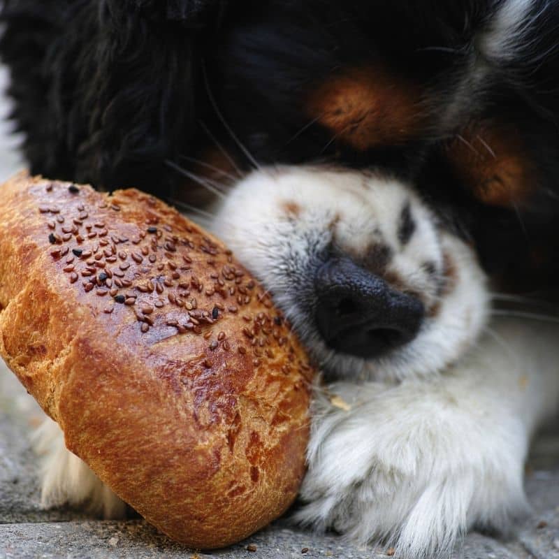 ¿Los perros pueden comer de nuestra comida?