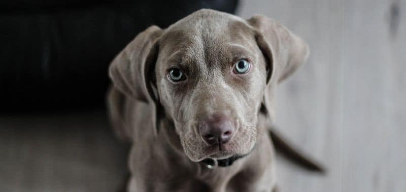 Perché il cane mangia le feci? Cause e possibili soluzioni