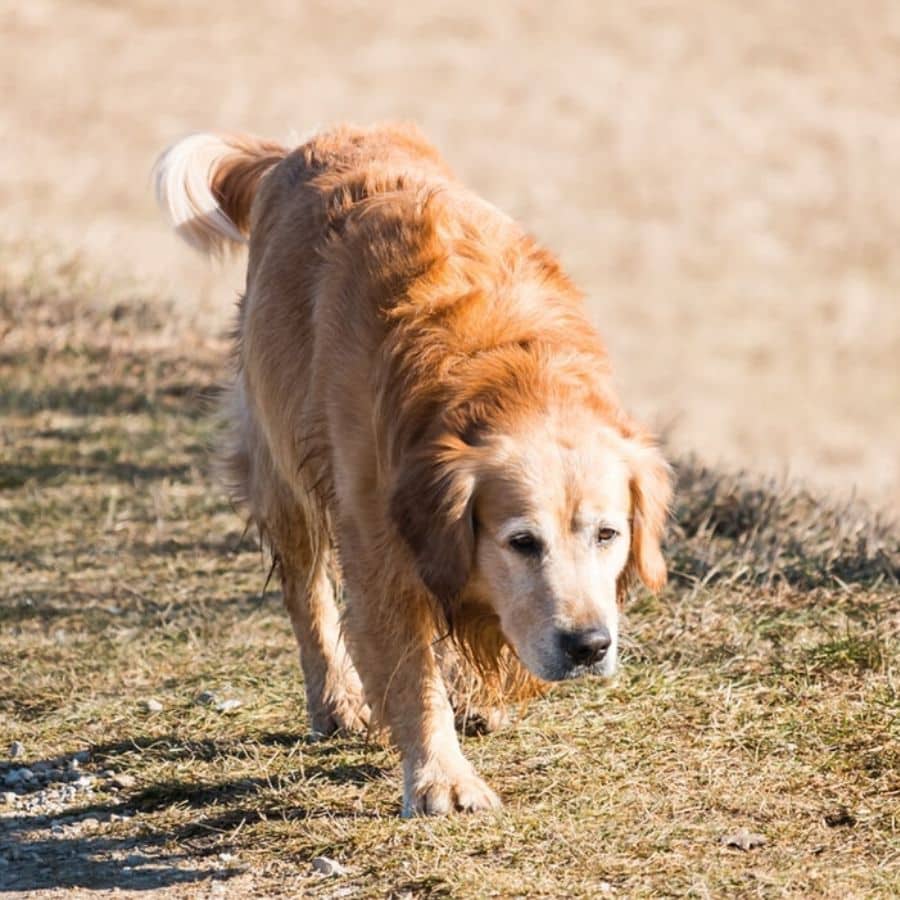 Displasia dell´anca nel cane: sintomi e terapie