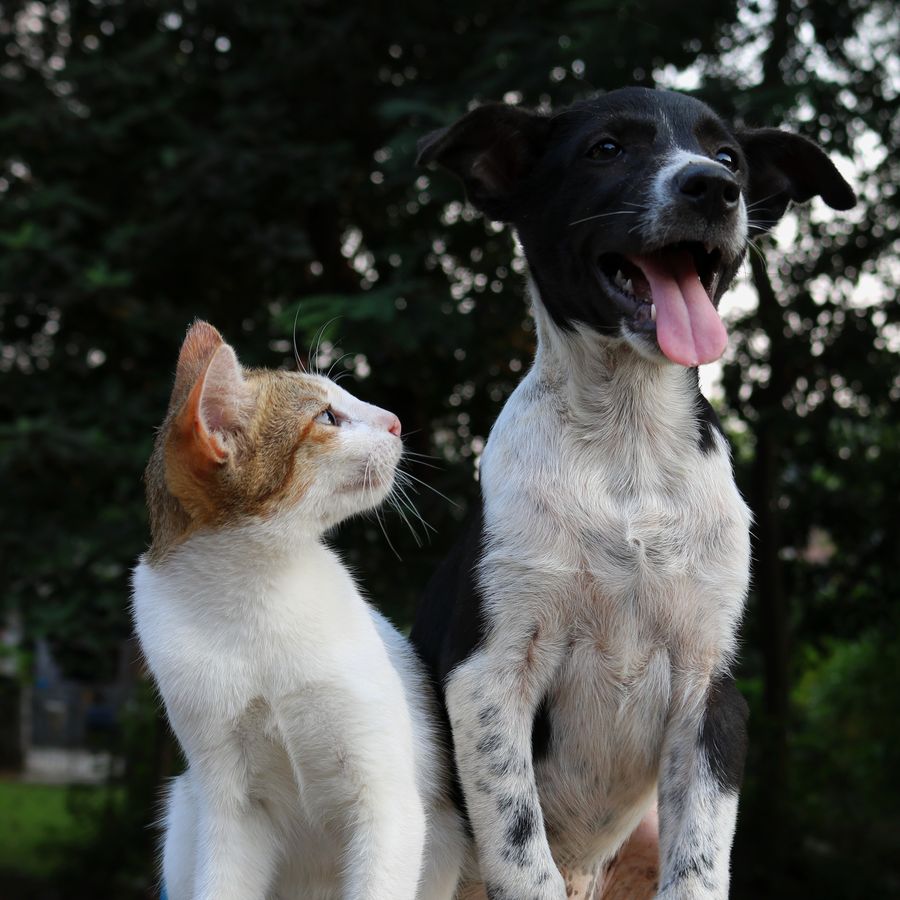 O meu cão comeu comida de gato, é perigoso?