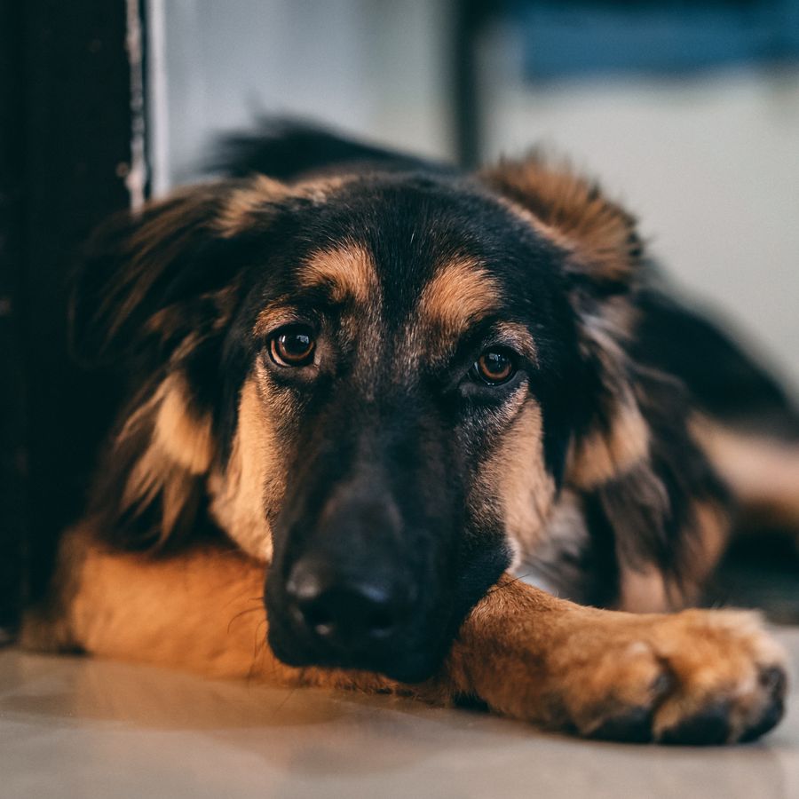 Exercícios para cães com displasia da anca