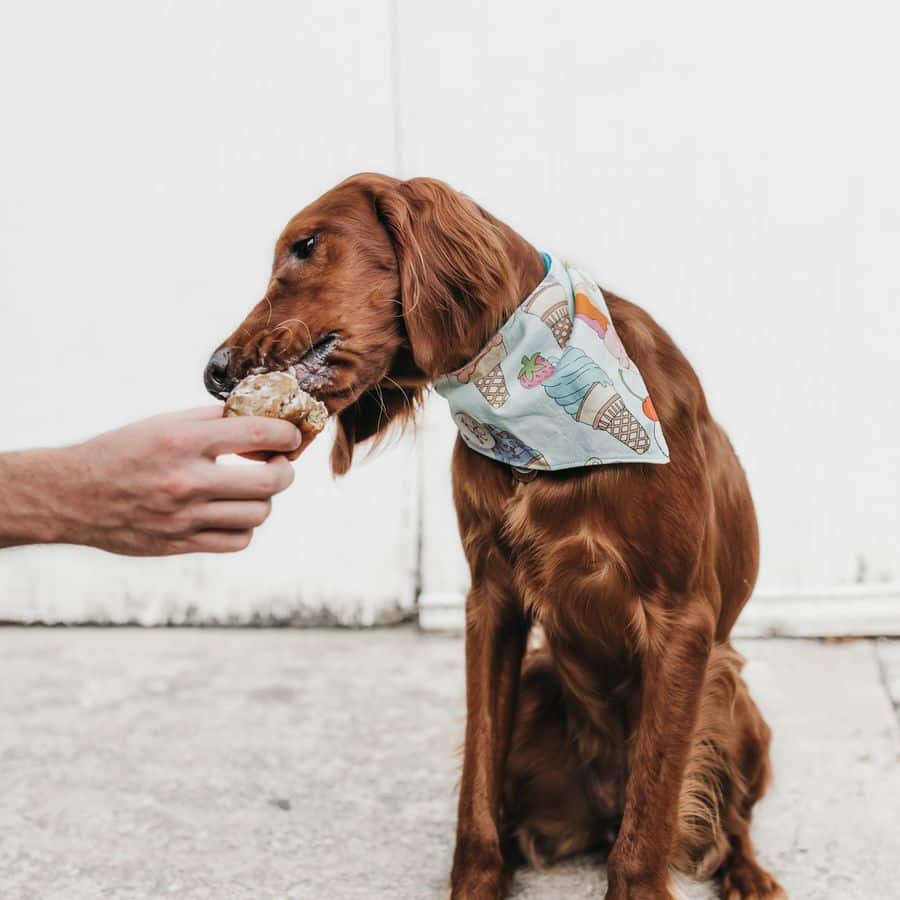 ¿Puede influir la alimentación en el carácter de tu perro?