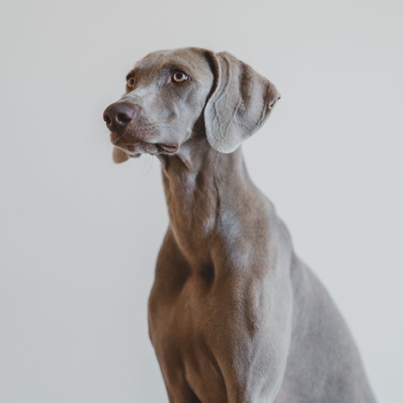 Weimaraner: personalidade e crianças