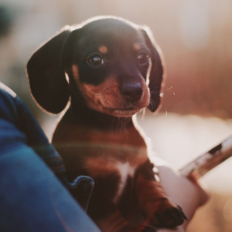 ¿Cómo enseñar a mi perro a no morder?