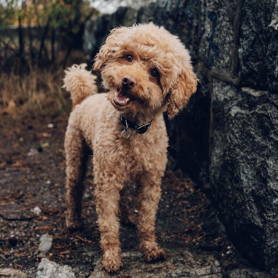 Como antecipar o comportamento de um cão?