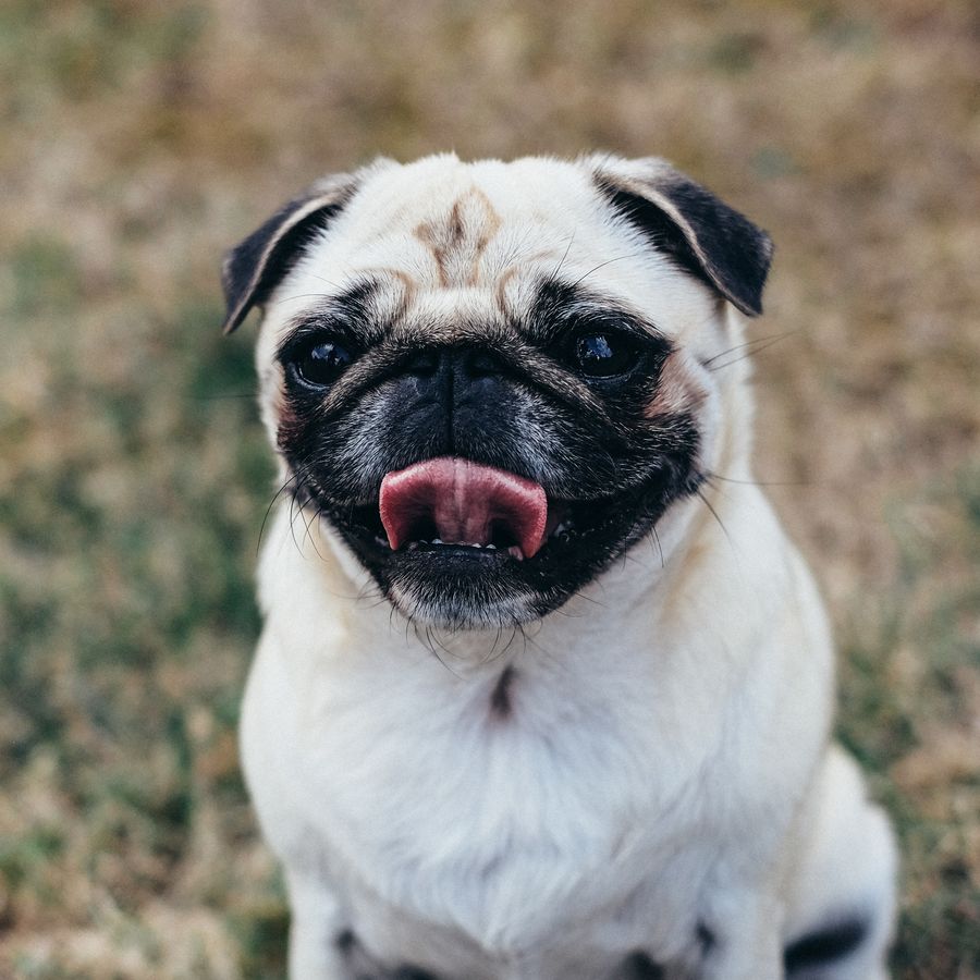 colpo di calore cane