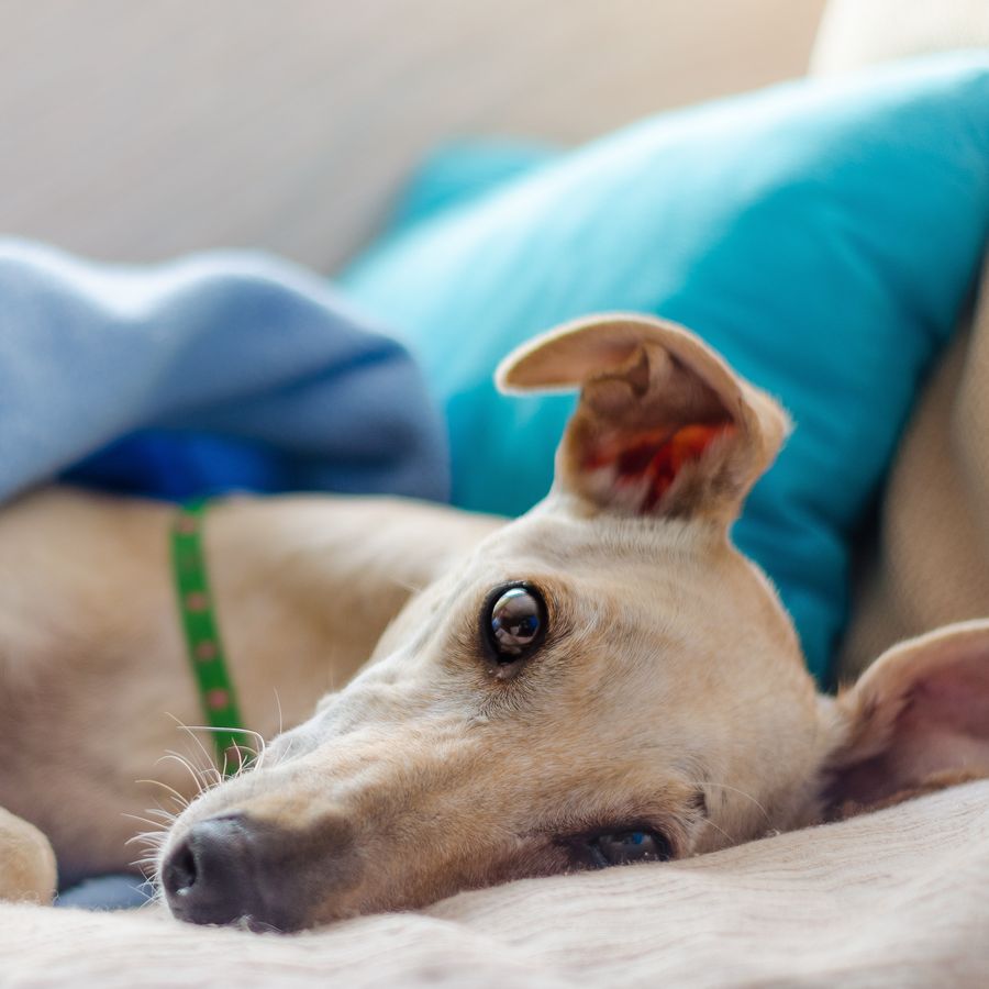 Mi perro va a ser anestesiado ¿y ahora?