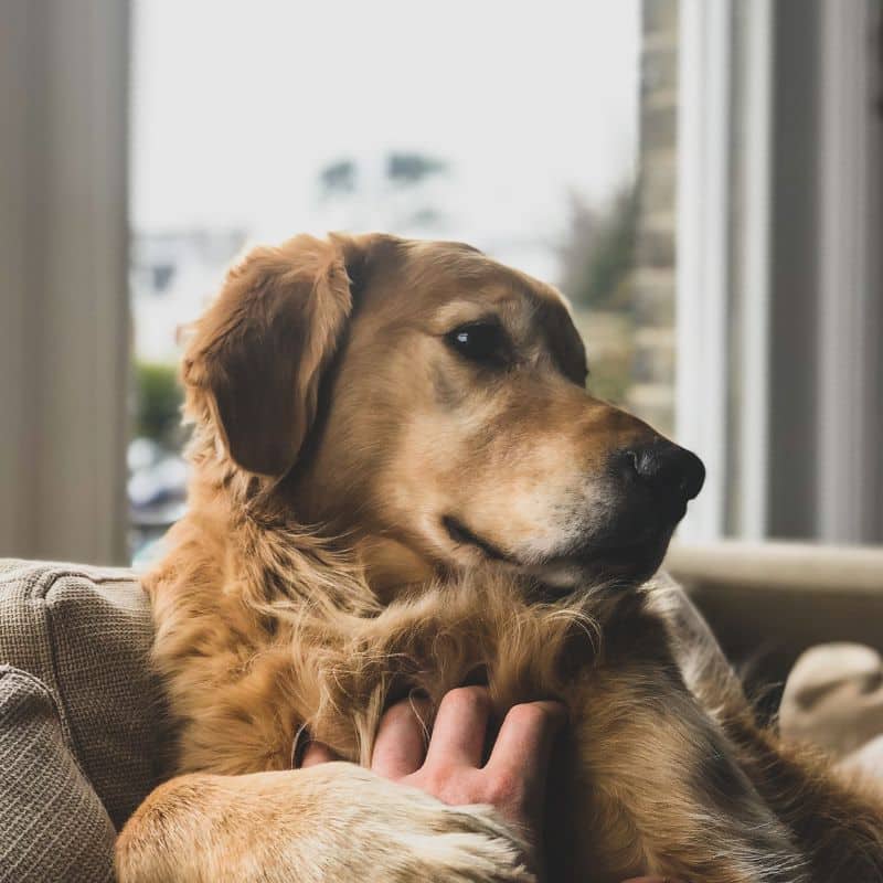 casa segura para perros