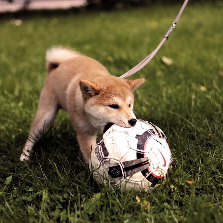 ¿Cómo enseñar a mi perro a pasear con correa?