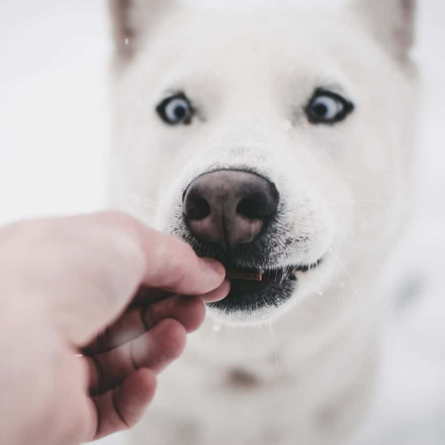 Em quantas refeições devo dividir a dose diária de comida do meu cão?