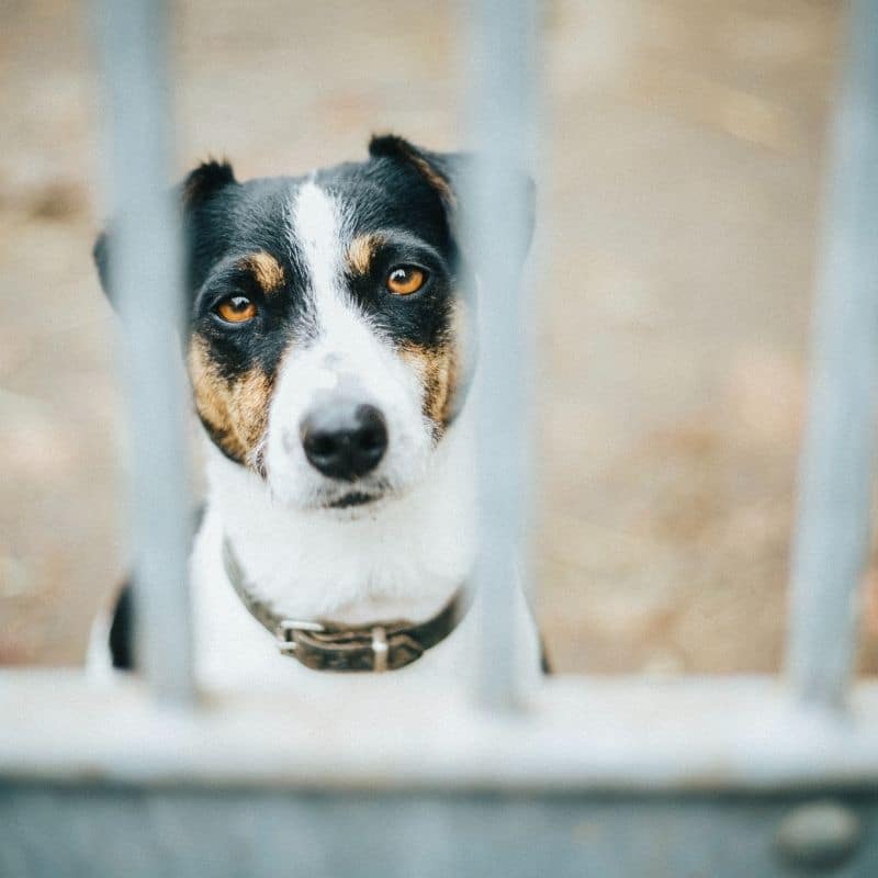 Problemas comportamentais em cães adultos