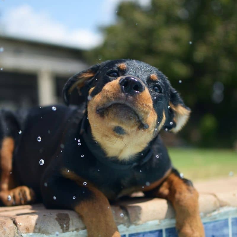 Como educar um cachorro a não morder?