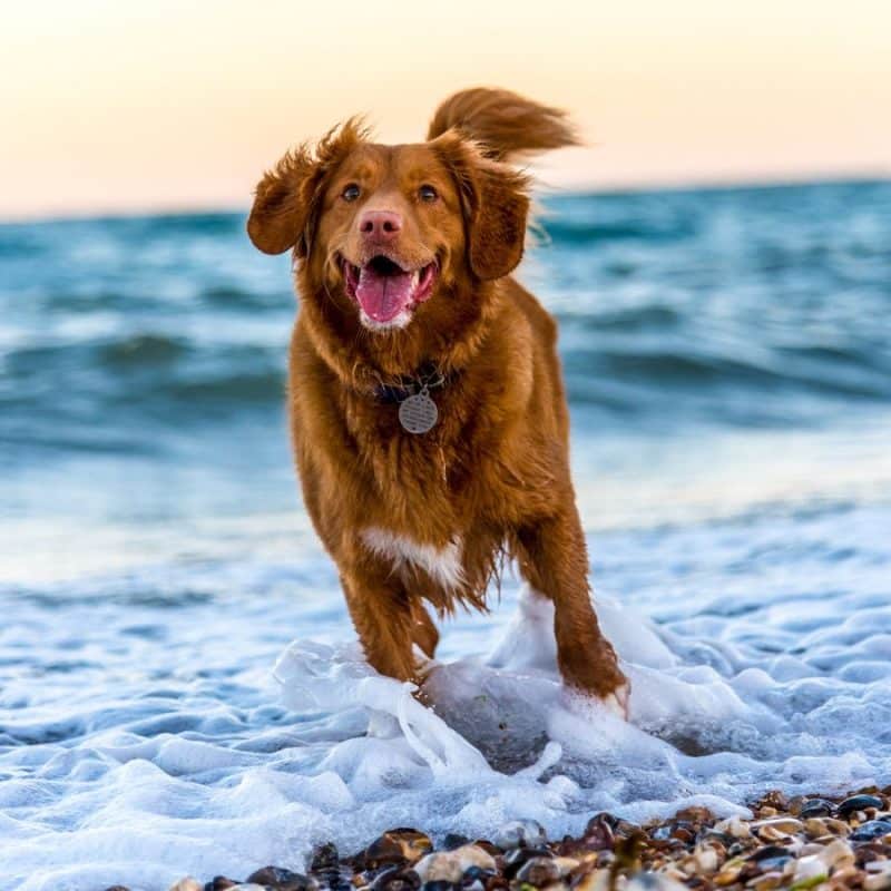 Attenzione dopo aver portato il cane in spiaggia