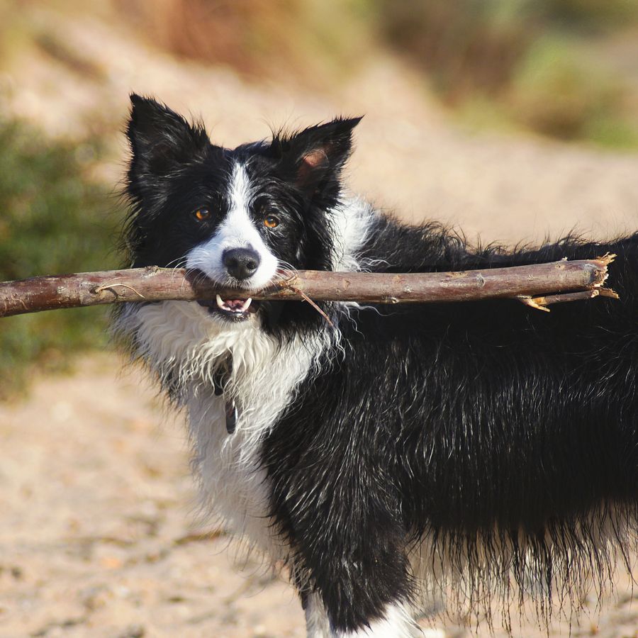 Die häufigsten Erkrankungen eines Border Collies