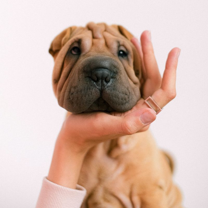 Entropion em cães Shar Pei – Qual o tratamento?