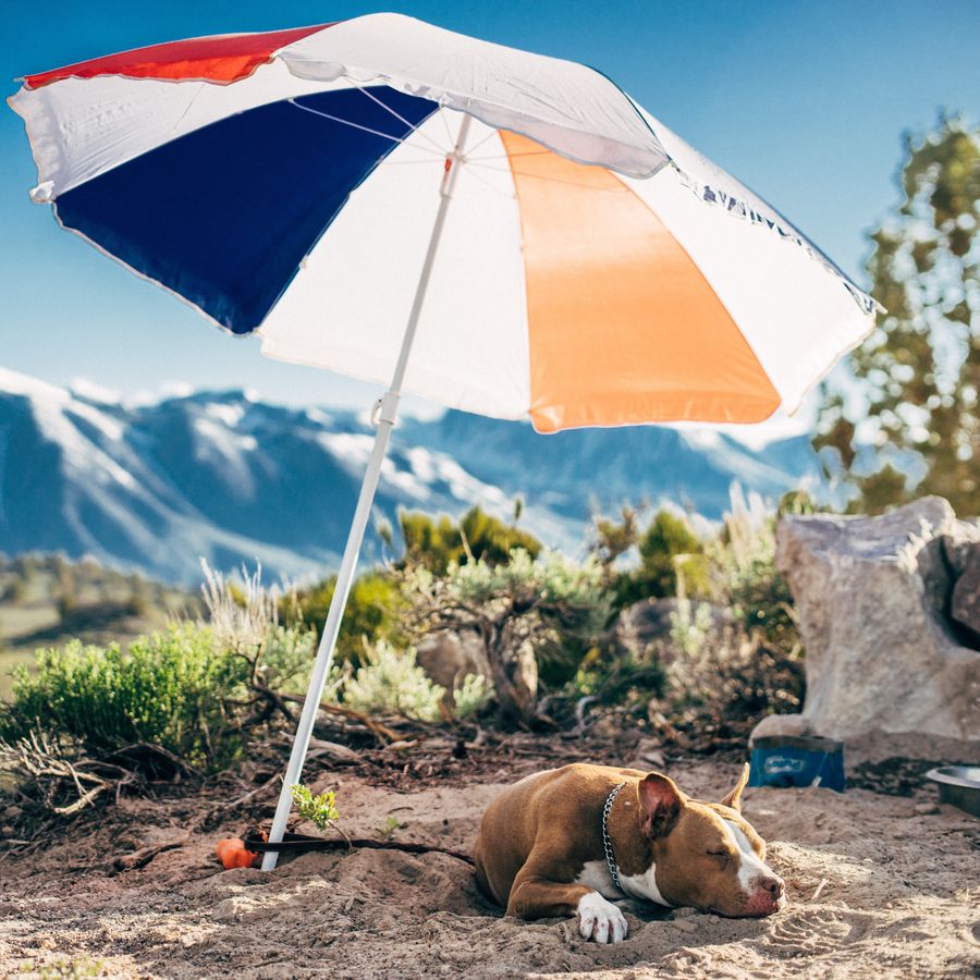 Lleva a tu perro de vacaciones