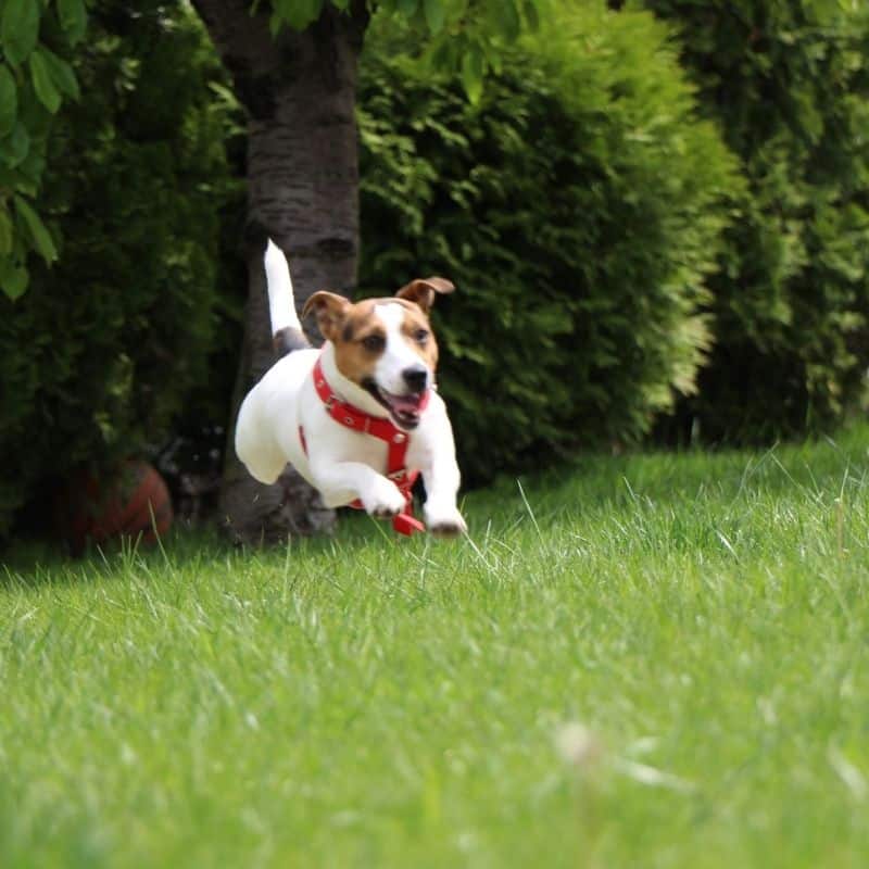 Rotura do ligamento cruzado anterior – doença característica do Jack Russel