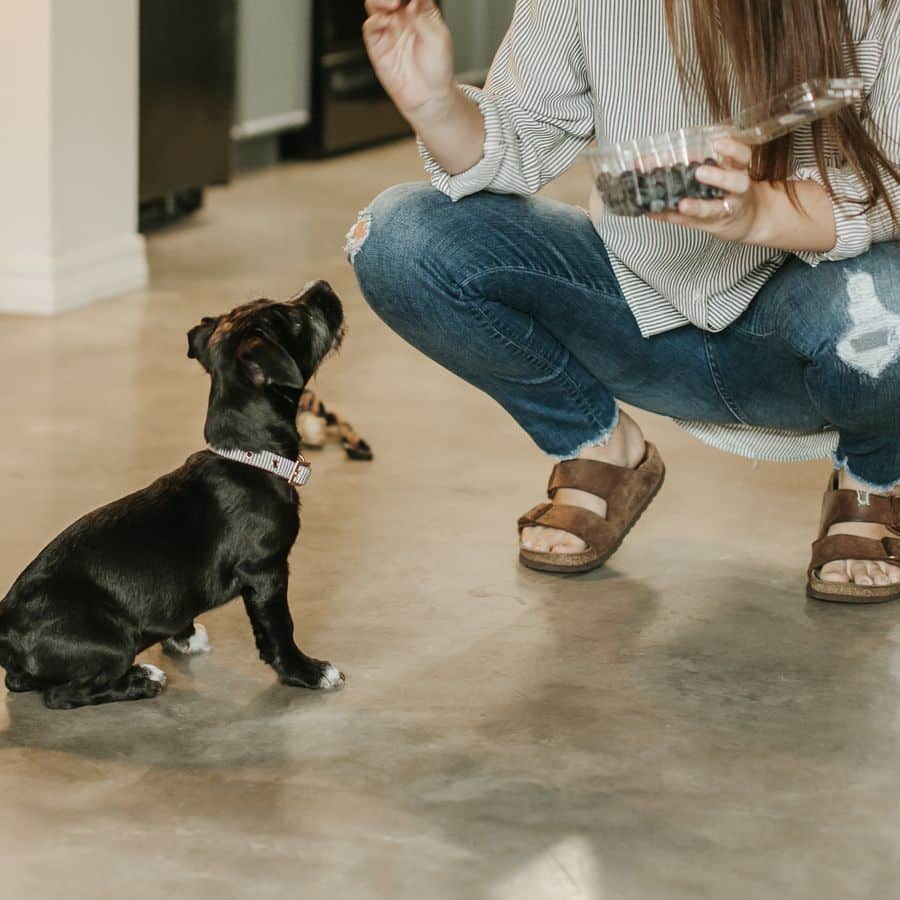 Suplementos de cálcio para cachorros – sim ou não?