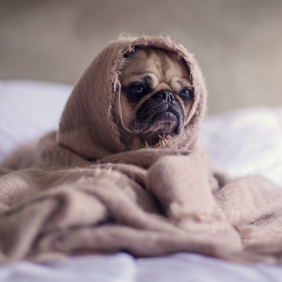 Come prendersi cura di un cane con un tumore