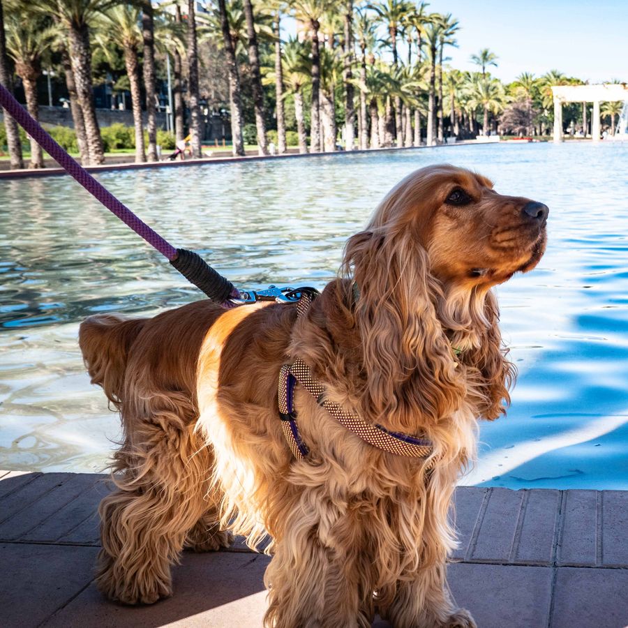 ¿Cuántas veces al día llevas a pasear a tu perro?