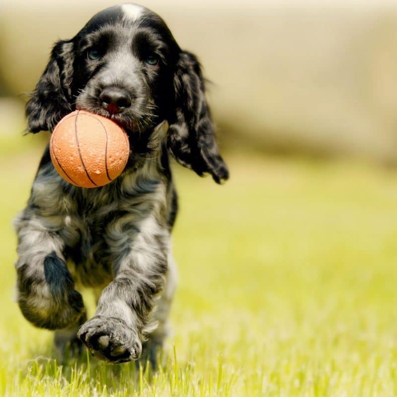 Atividades para fazer com o seu cão ao ar livre: 4 opções para um dia no parque