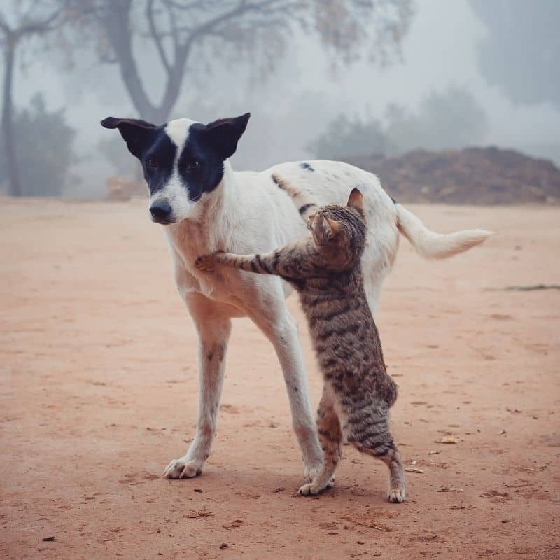 Cani e cibo dei gatti: lo possono mangiare?