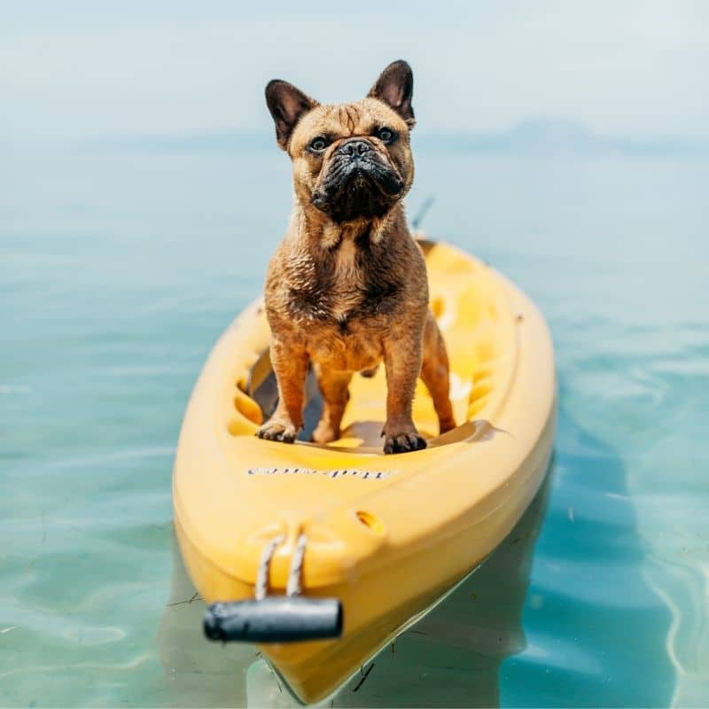 Arriva l’estate: come tutelare e proteggere il cane dal caldo