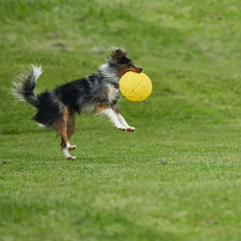 Giochi con la palla da proporre al tuo cane