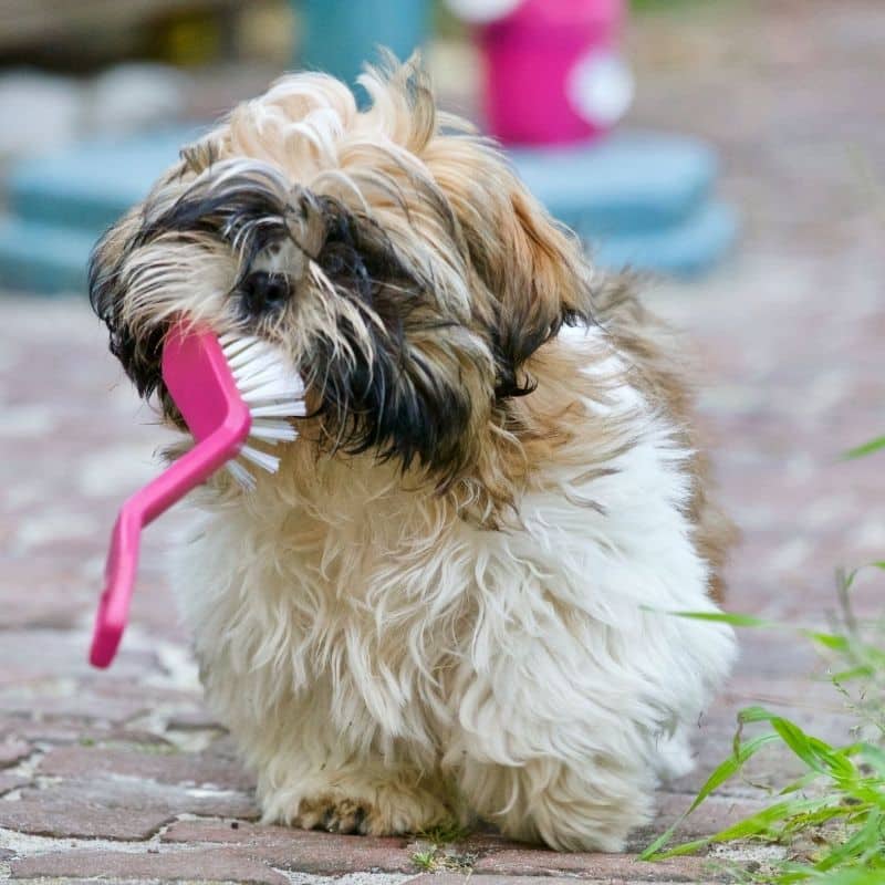 Come prendersi cura dei denti del tuo cane e gli accorgimenti utili