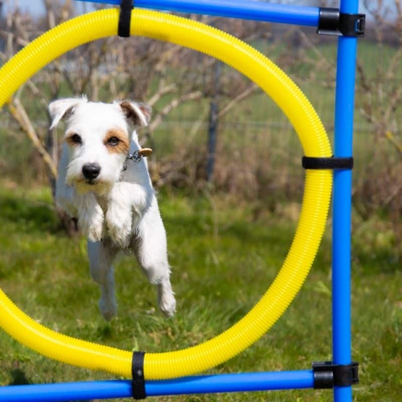 O que são concursos de Agility?