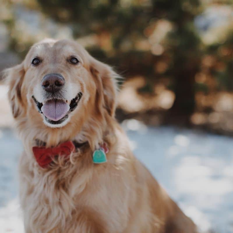 Os cães podem comer sempre a mesma ração?