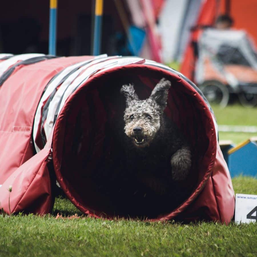 ¿Qué son los concursos de Agility?