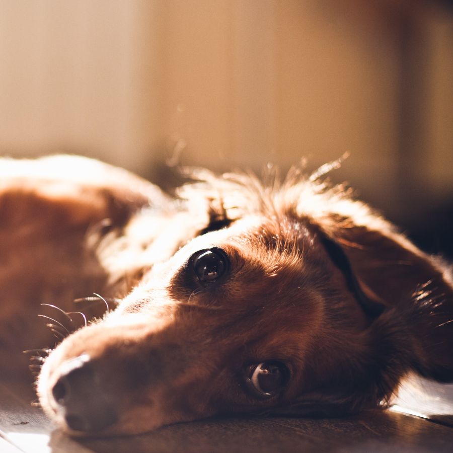 Síndrome de Cushing em cães. O que é?