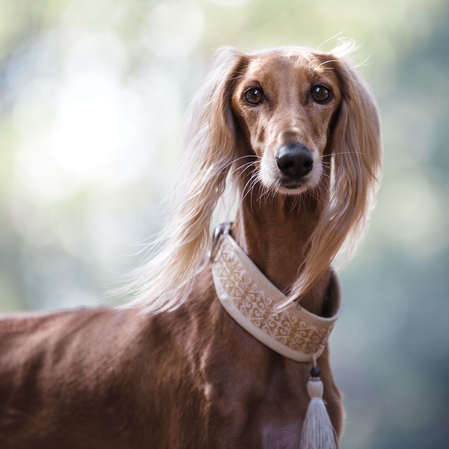 Collar, arnés de pecho o arnés antitirones: ¿cuál es la mejor opción para mi perro?