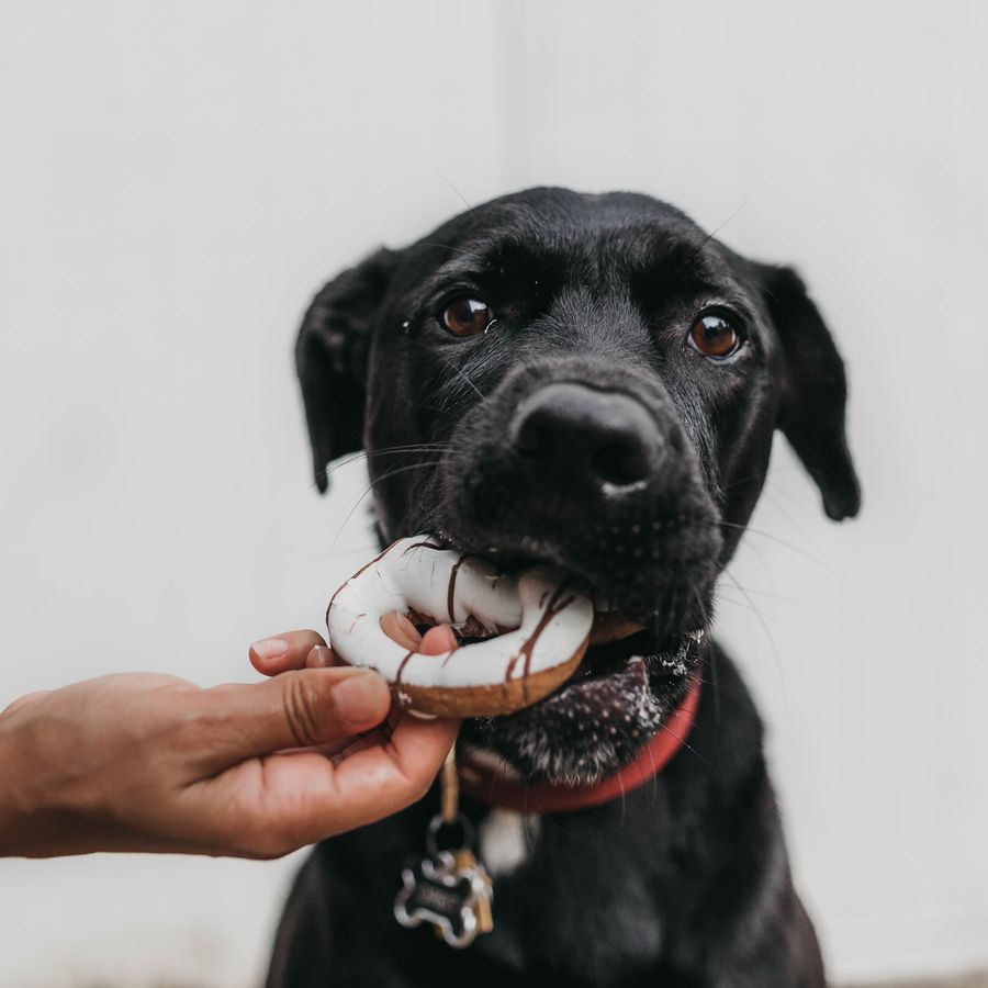 Mi perro no quiere comer ¿qué hago?