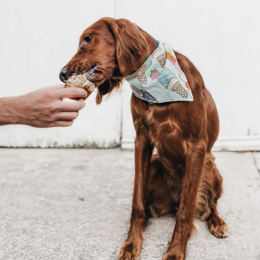 Helados para perros ¿una nueva tendencia?