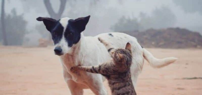 Il cane può mangiare il cibo per gatti?