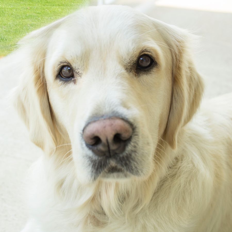 Os cães da mesma raça devem ser alimentados de forma igual?