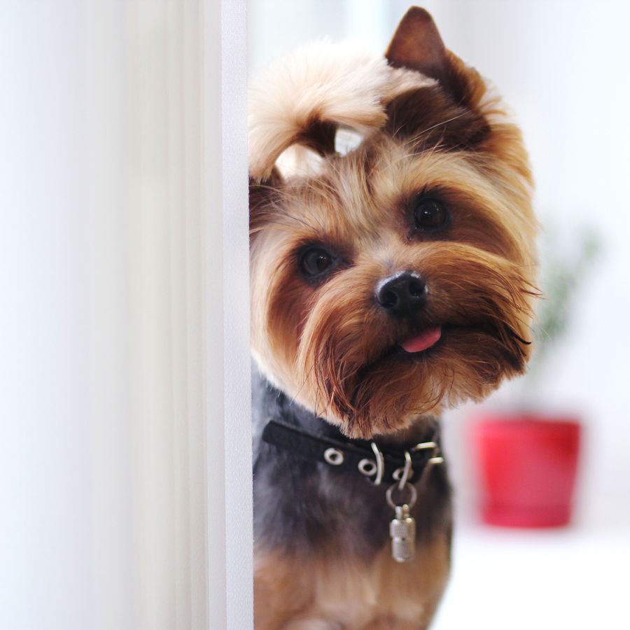 3 Cuidados para perros de pelo largo