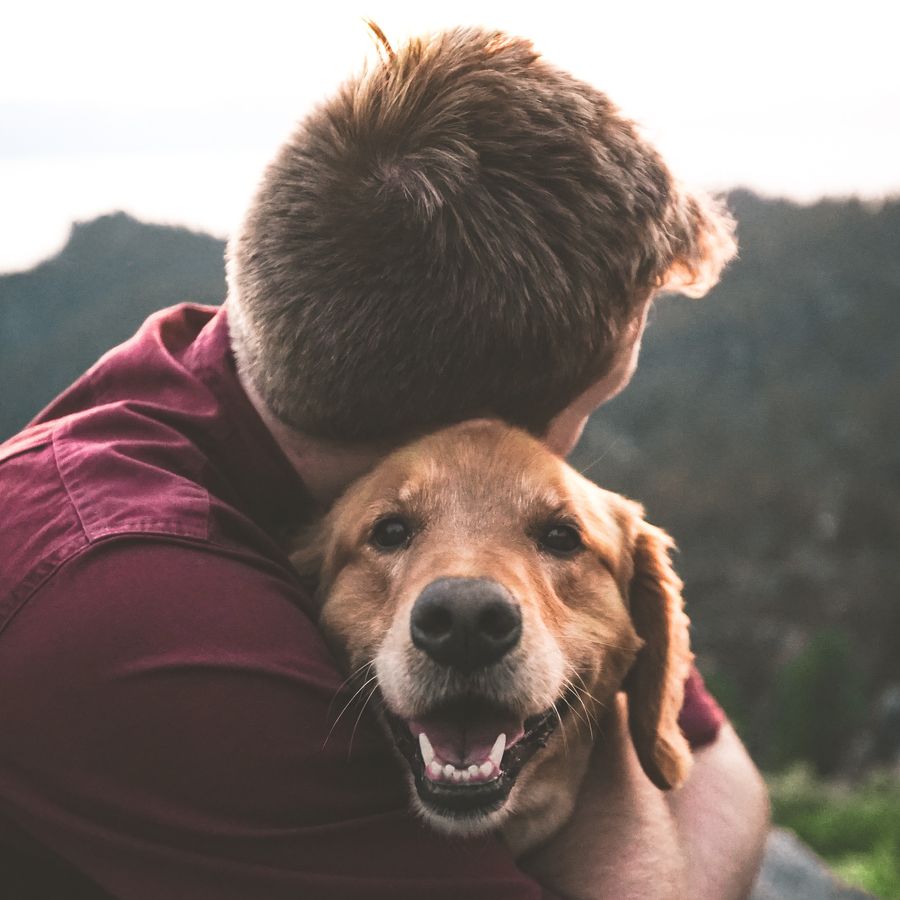 Terapia assistida por cães. Em que consiste?