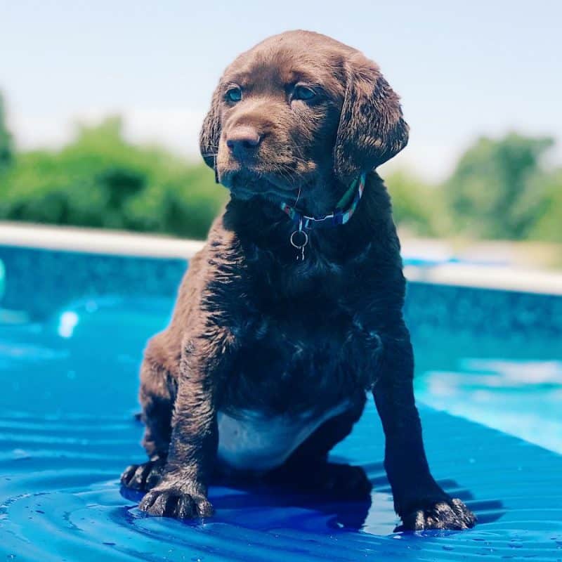 ¿Cómo mantener a los perros hidratados en verano?