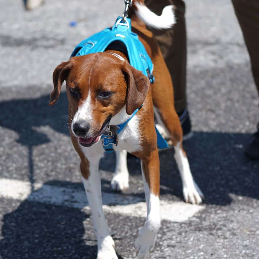 3 errores más comunes al pasear a tu perro