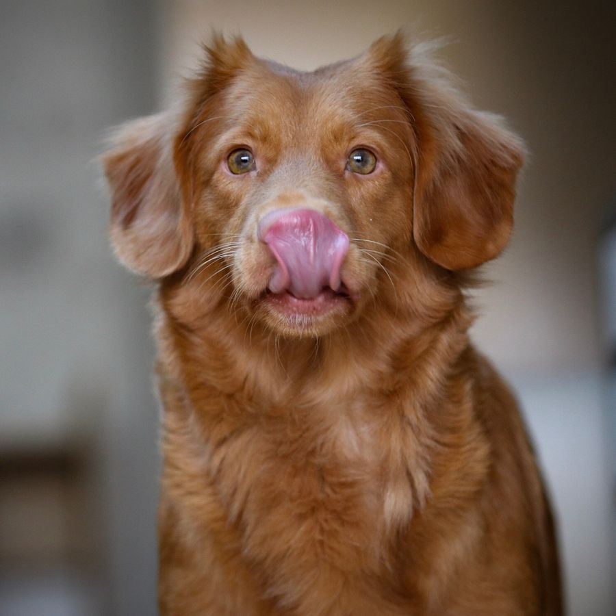 Galletas de plátano para tu perro