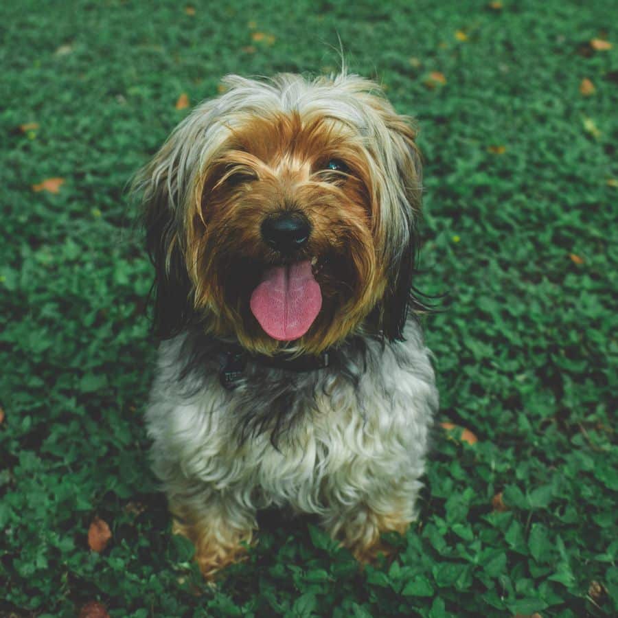 ¿Cómo disminuir la caída de pelo en el perro?