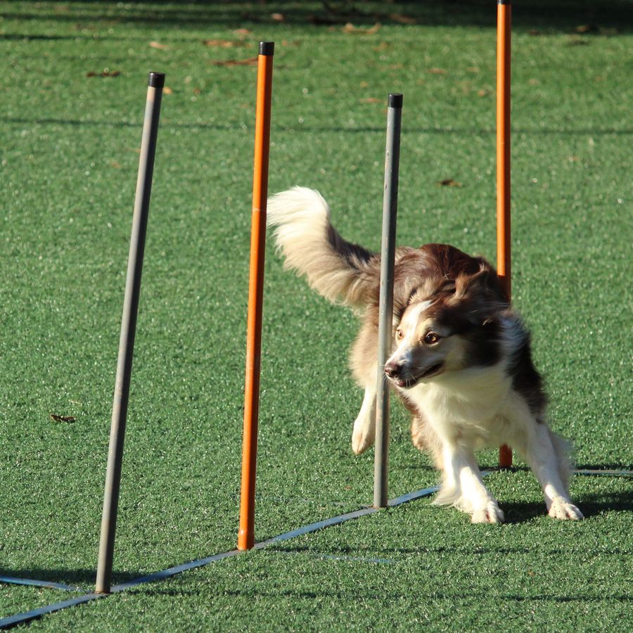 agility dog