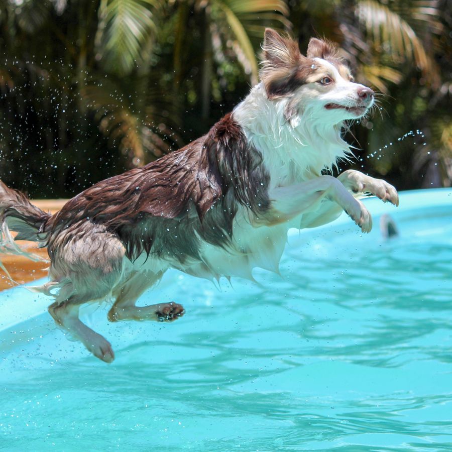 Como ensinar o meu cão a nadar?