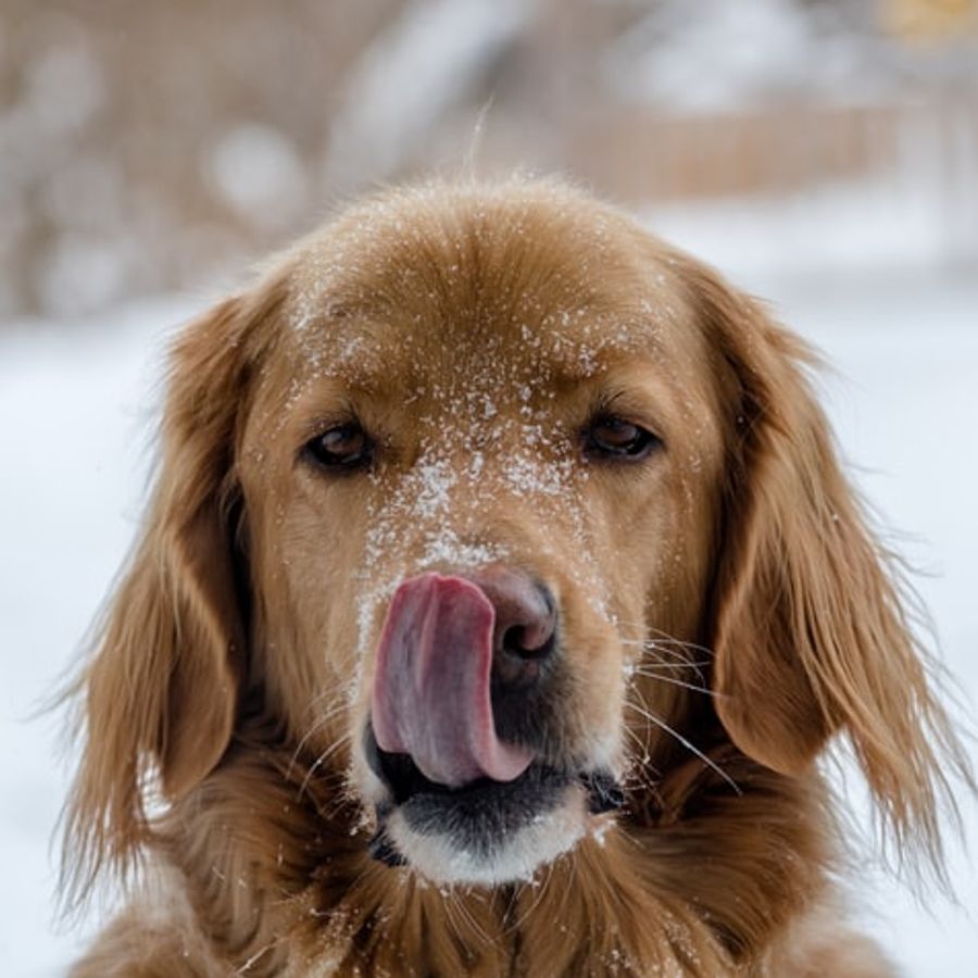 Como ajustar as quantidades de ração a cada cão?